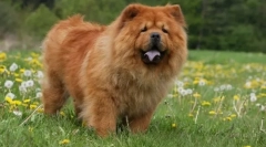 8 Dintre cele mai vechi rase de câine care trăiesc mai mult de o mie de ani în apropierea persoanei